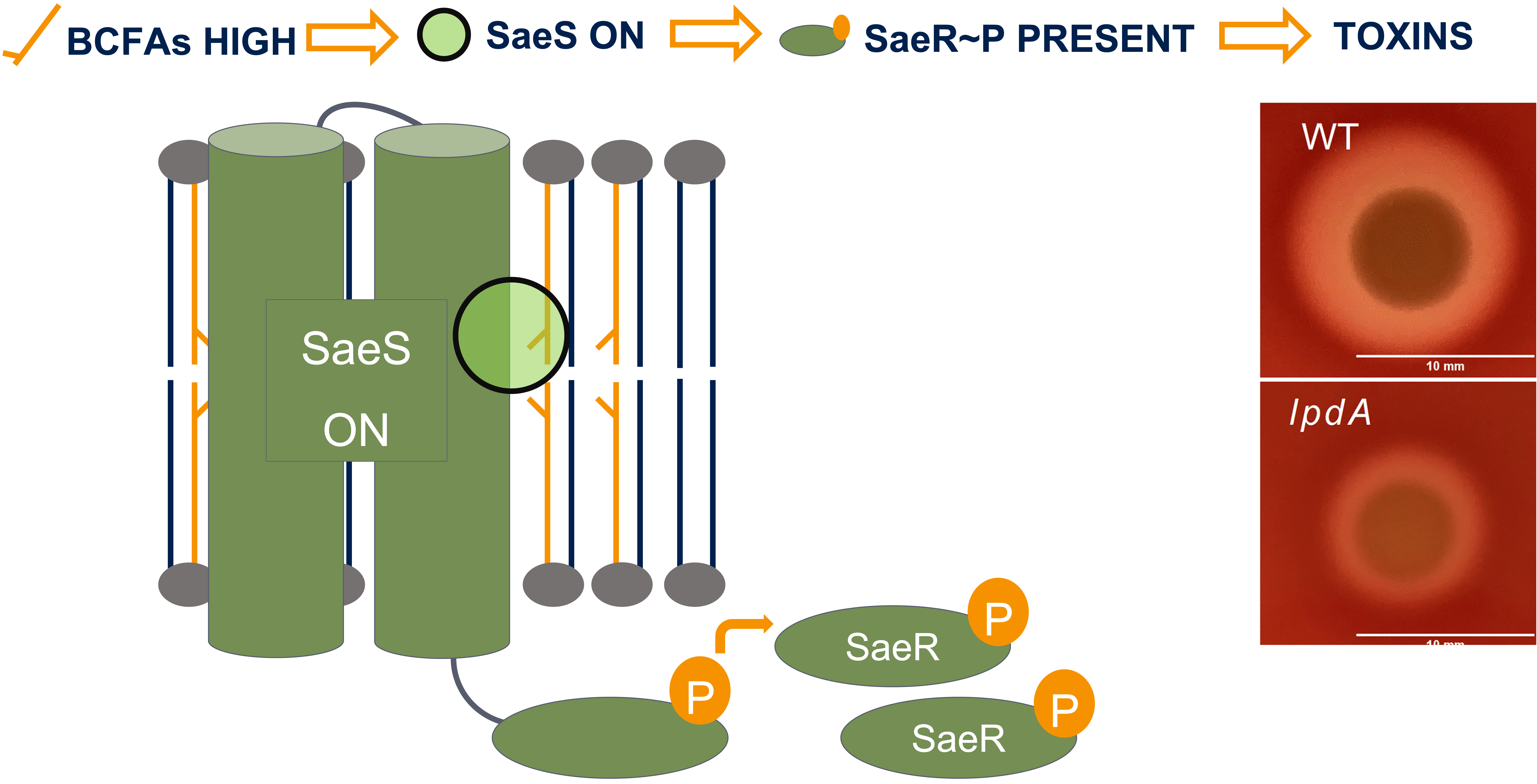 Schematic of Two-Component System